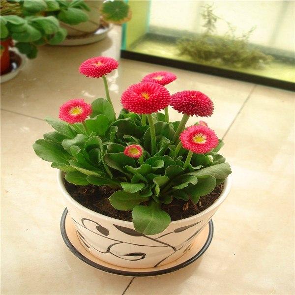 [Mới] - Hạt giống hoa cúc anh mix  giá rẻ