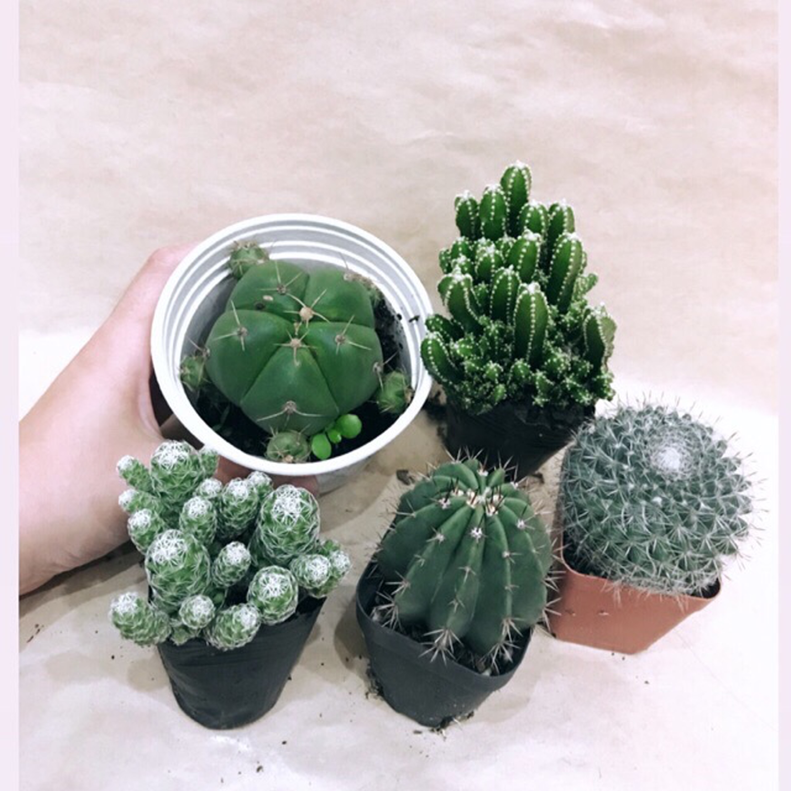 Combo 3 cây xương rồng ( gửi cây ngẫu nhiên khác nhau )