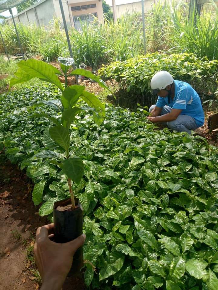 cây giống cà phê arabica