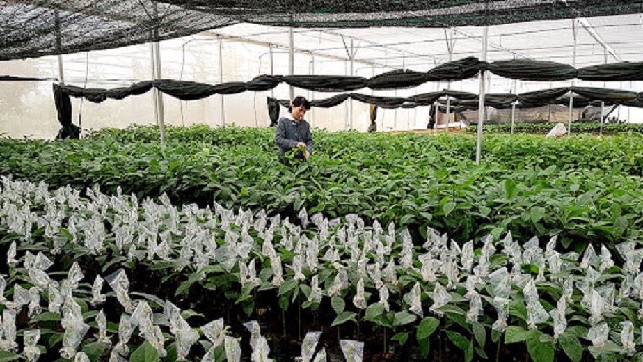 Cây Giống Vả Mật Huế 20-80cm