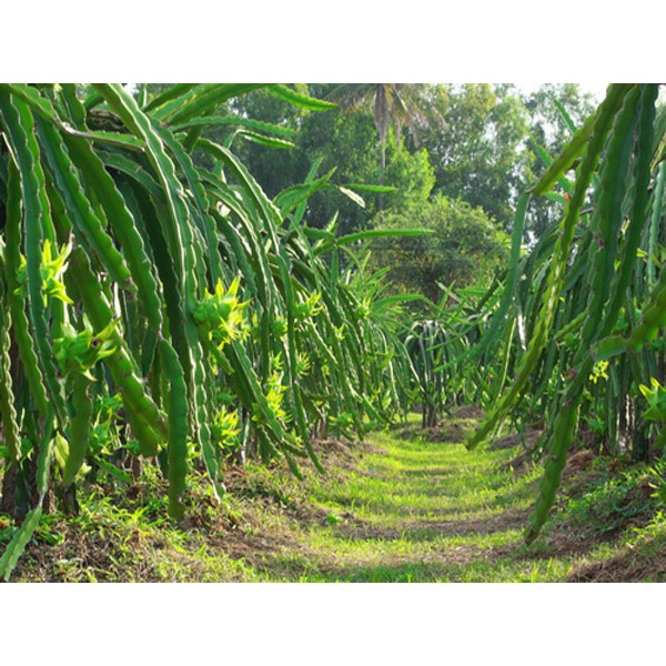 cây giống Thanh Long Vỏ Xanh Ruột Đỏ