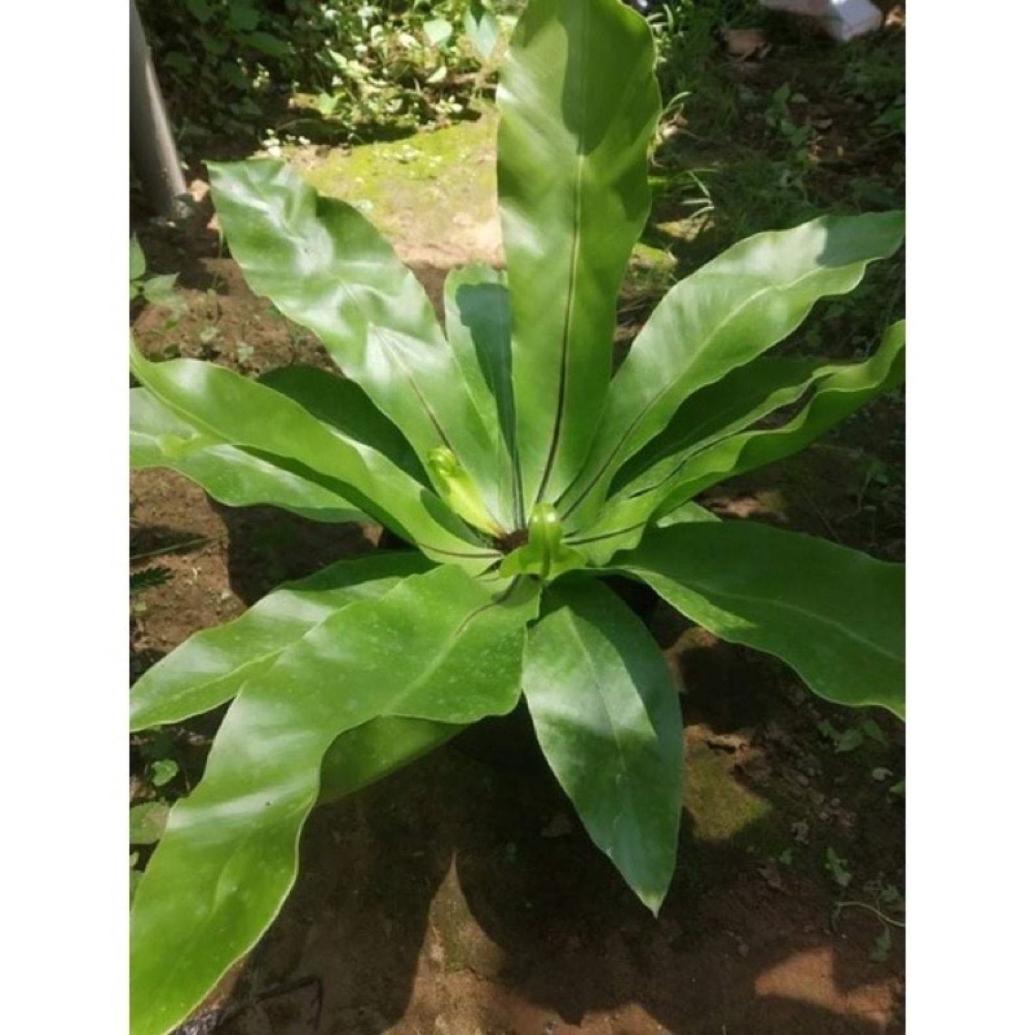 Cây ráng ổ phụng, cây nội thất