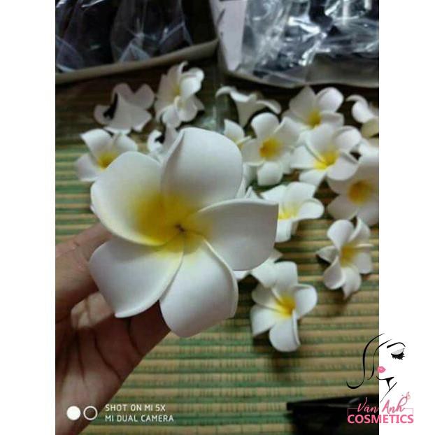 HOA ĐẠI CÀI TÓC ĐI BIỂN LOẠI TO