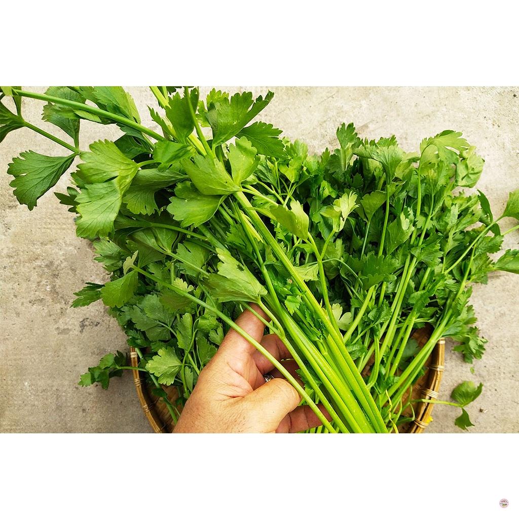 HẠT GIỐNG RAU CẦN LÁ XANH (CẦN TA) - GÓI 10 GRAM
