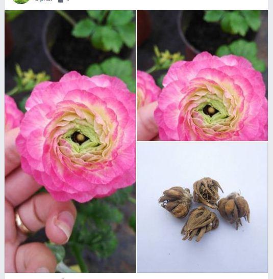 Củ hoa hồng mao lương màu hồng nhạt ( 1 củ - kèm 1 viên nén kích thích củ )