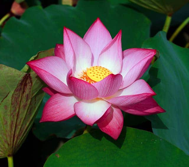 10H_HẠT GIỐNG HOA SEN HỒNG (SEN TA/ SEN VIỆT NAM)