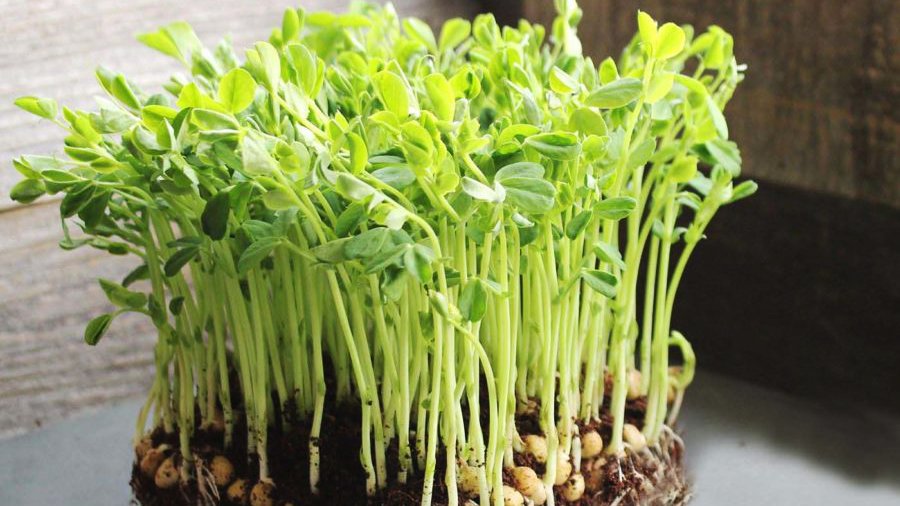 "Gói 50Gr Hạt " Hạt Giống Mầm Đậu Hà Lan ( ITALIA )