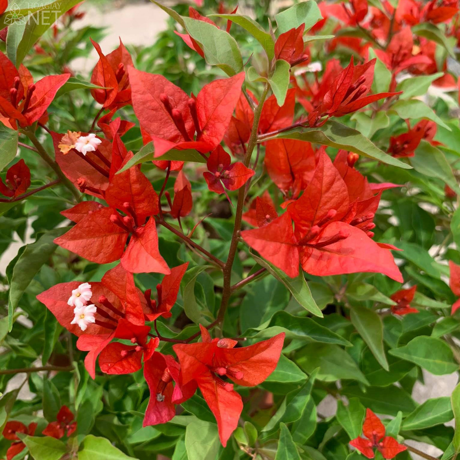 Cây hoa giấy đỏ lửa trưởng thành - Red Samba đang hoa cao 80cm .