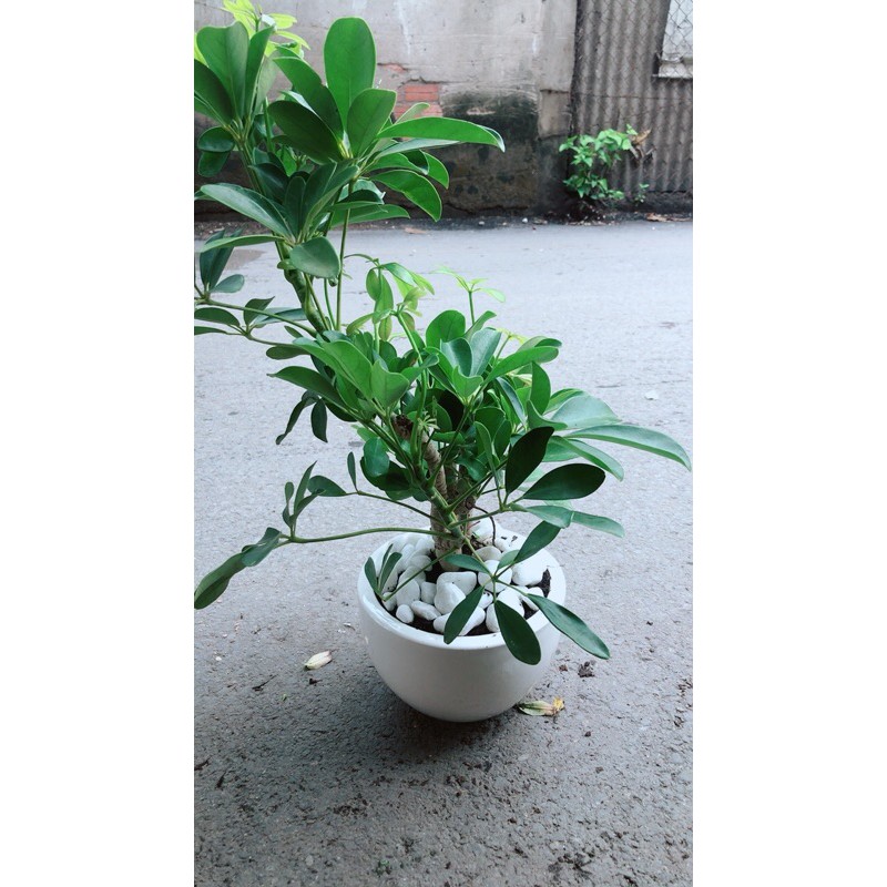 Chậu Cây Ngũ Gia Bì