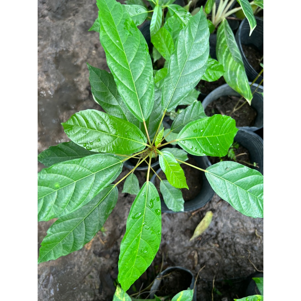 Cây sung- cây phong thủy (cao 30-50cm)
