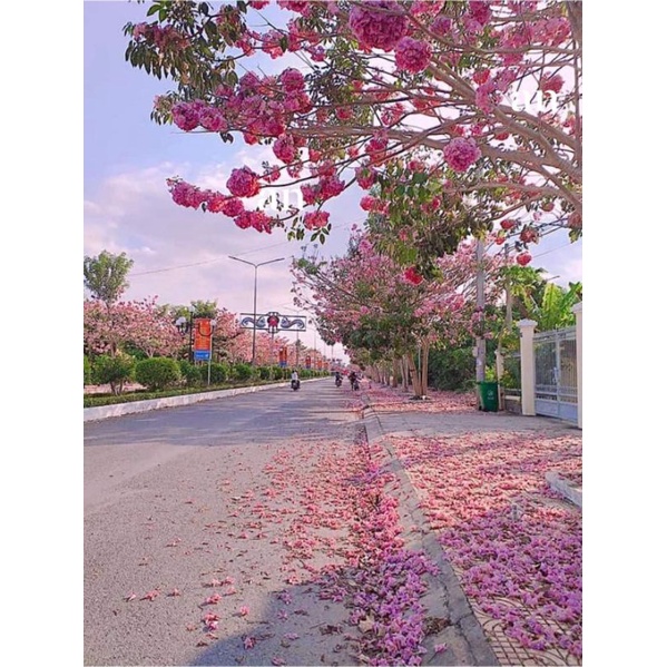 cây giống kèn hồng