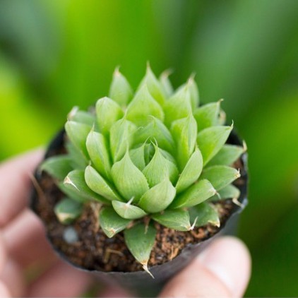 Sen đá dạ quang 3-5cm