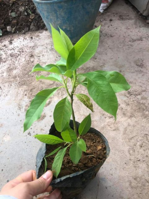 [ Xả - Cắt Lỗ] Hoa Hoàng Lan
