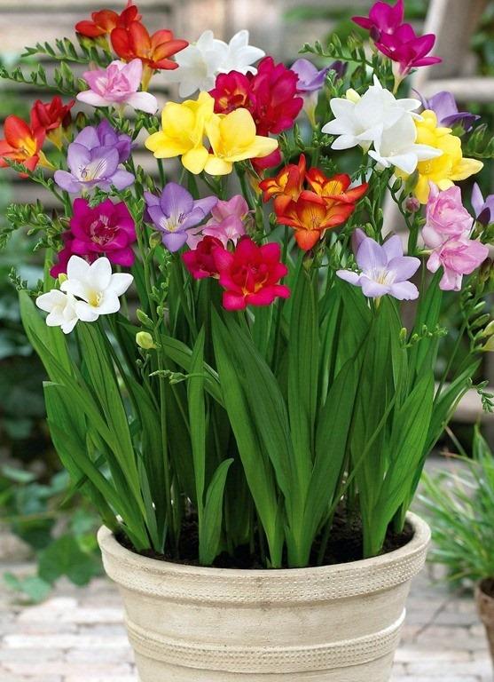 Củ lan Nam Phi Freesia + tặng viên nén kích thích nảy mầm