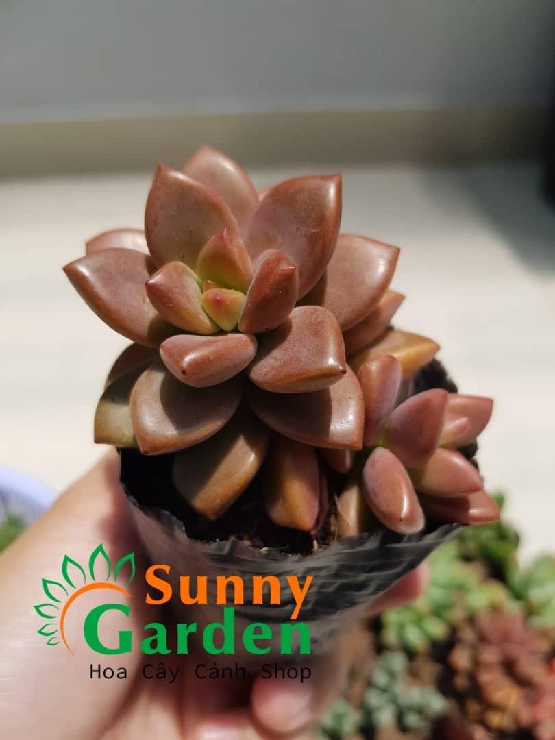 Sen Đá Đỏ Lá Ngắn