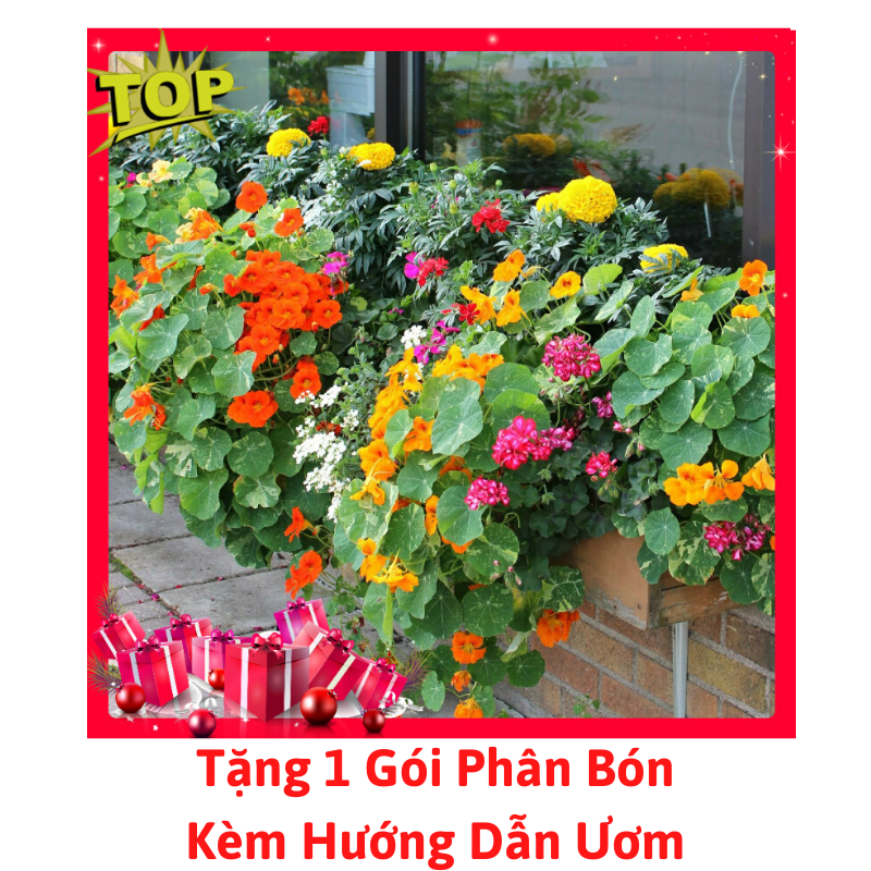 [Lấy mã giảm thêm 30%] Gói Hạt Giống Hoa Sen Cạn