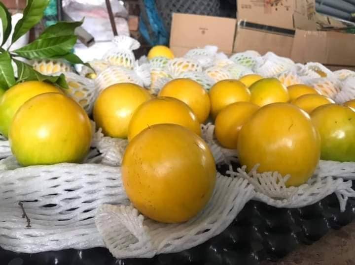 Cây vú sữa hoàng kim (dòng F1 đài loan)
