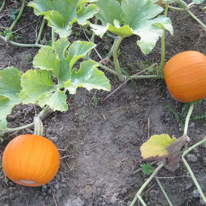 miniature pumpkin seeds - Sale Off