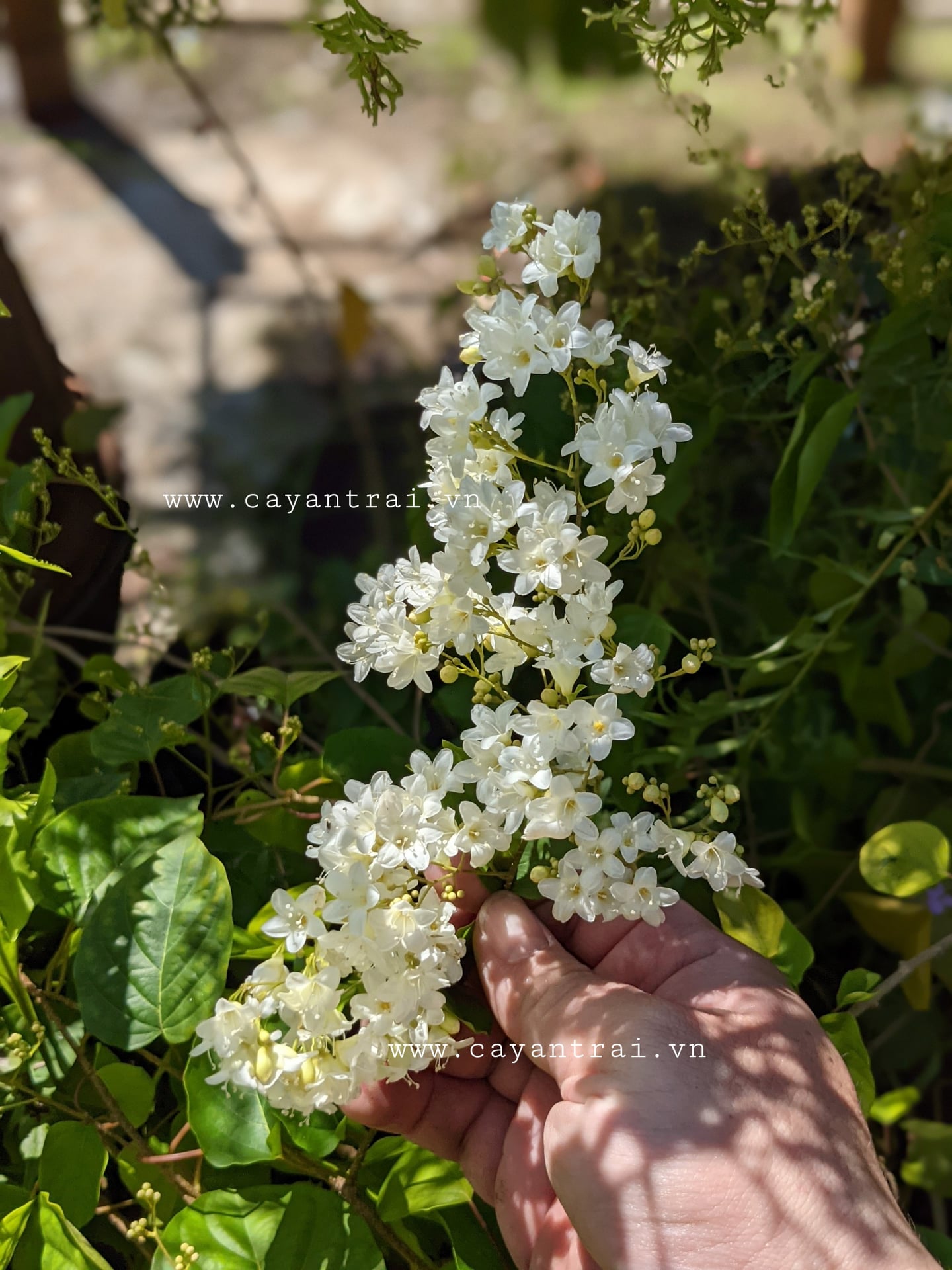 Cây Đinh Hương Nhật Bản (Ngọc Châu)