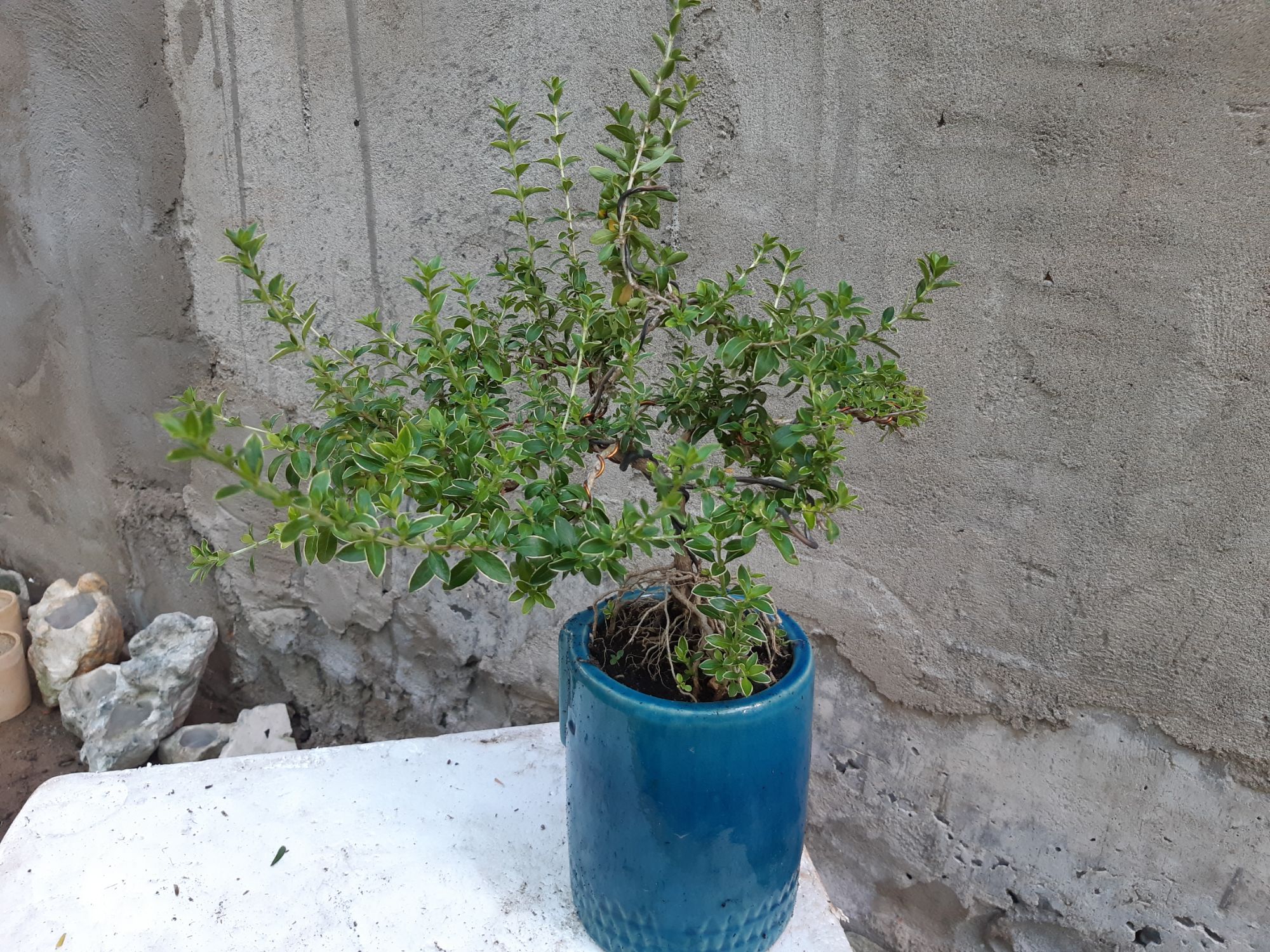 bạch tuyết mai bonsai trung