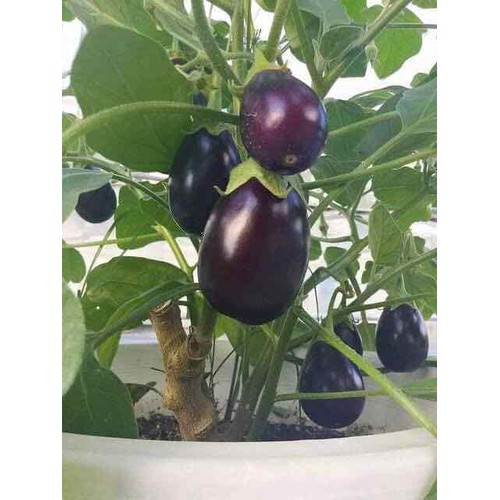 Hạt giống quả lê (Cà tím giọt nước) Gói 50 hạt