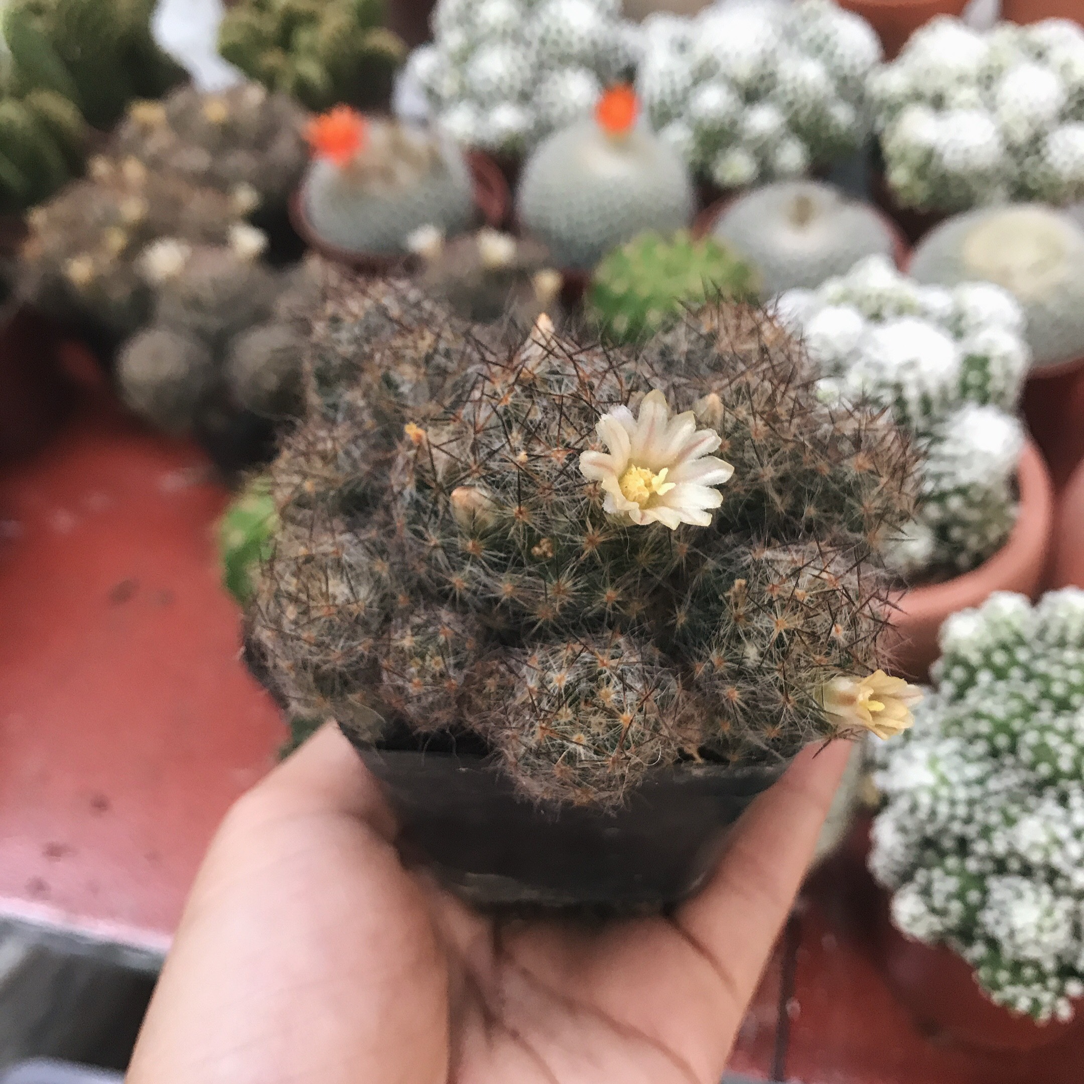 Xương rồng trứng cút nâu bụi