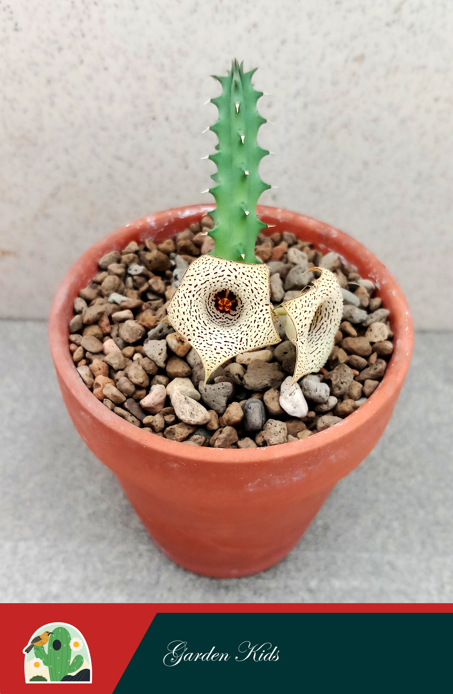 Xương rồng sao biển hoa chấm bi (Huernia Herrei)