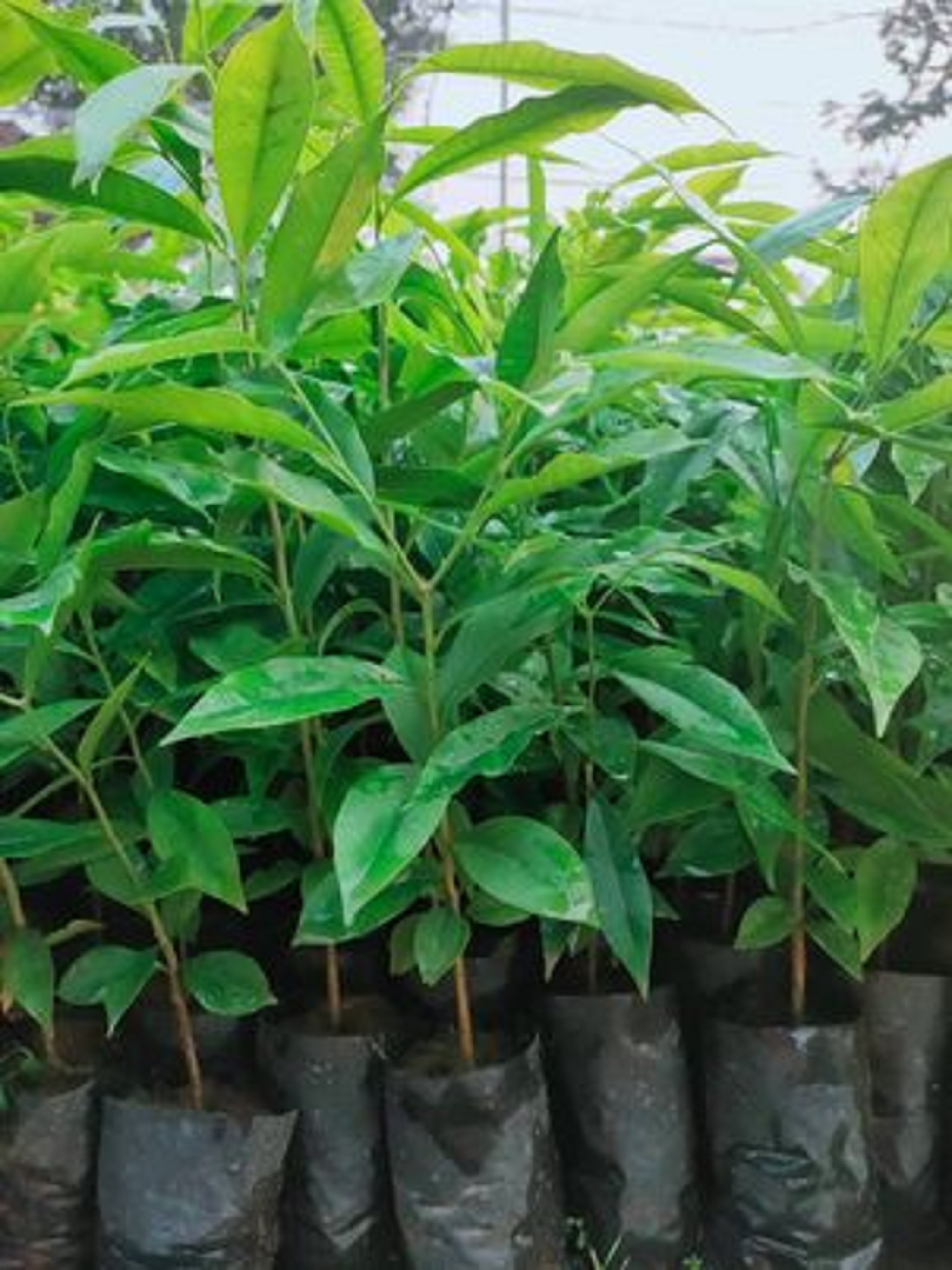 Cây giống trầm hương [tên khác: cây gió, cây dó bầu, cây dó trầm, cây trầm, cây kỳ nam.] [ cây cao 1m ]