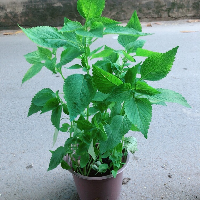 [HCM]Chậu Cây Rau Kinh Giới