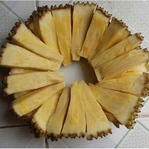 CÂY GIỐNG MÍT KHÔNG HẠT