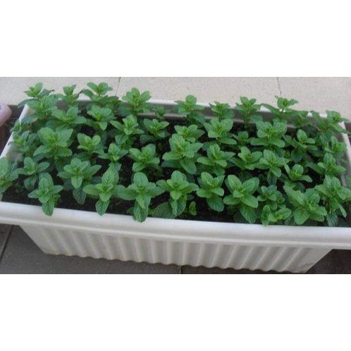200 Hạt Giống Húng Lũi (Bạc Hà Âu)