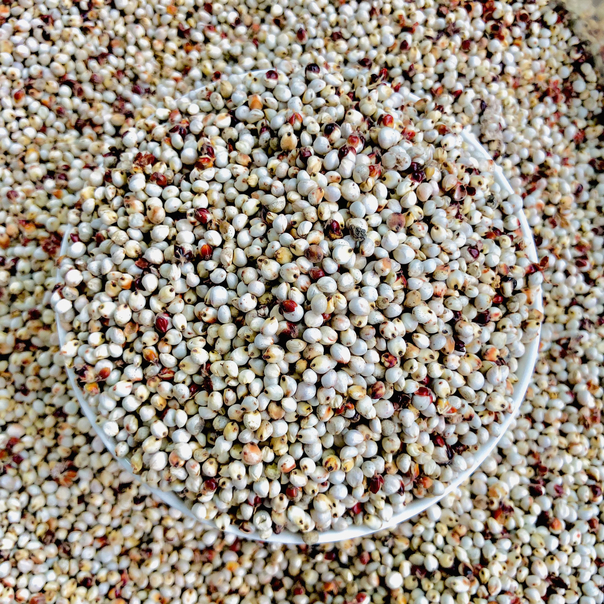 1Kg hạt Bobo trắng , Ý Dĩ ( thức ăn yêu thích của gà đá, chim cảnh )