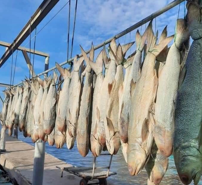 Khô Cá Chét Muối Dùi ( mắm cá chét , khô cá chét thơm) . Đặc Sản Minh Triết( 1kg, 500gr)