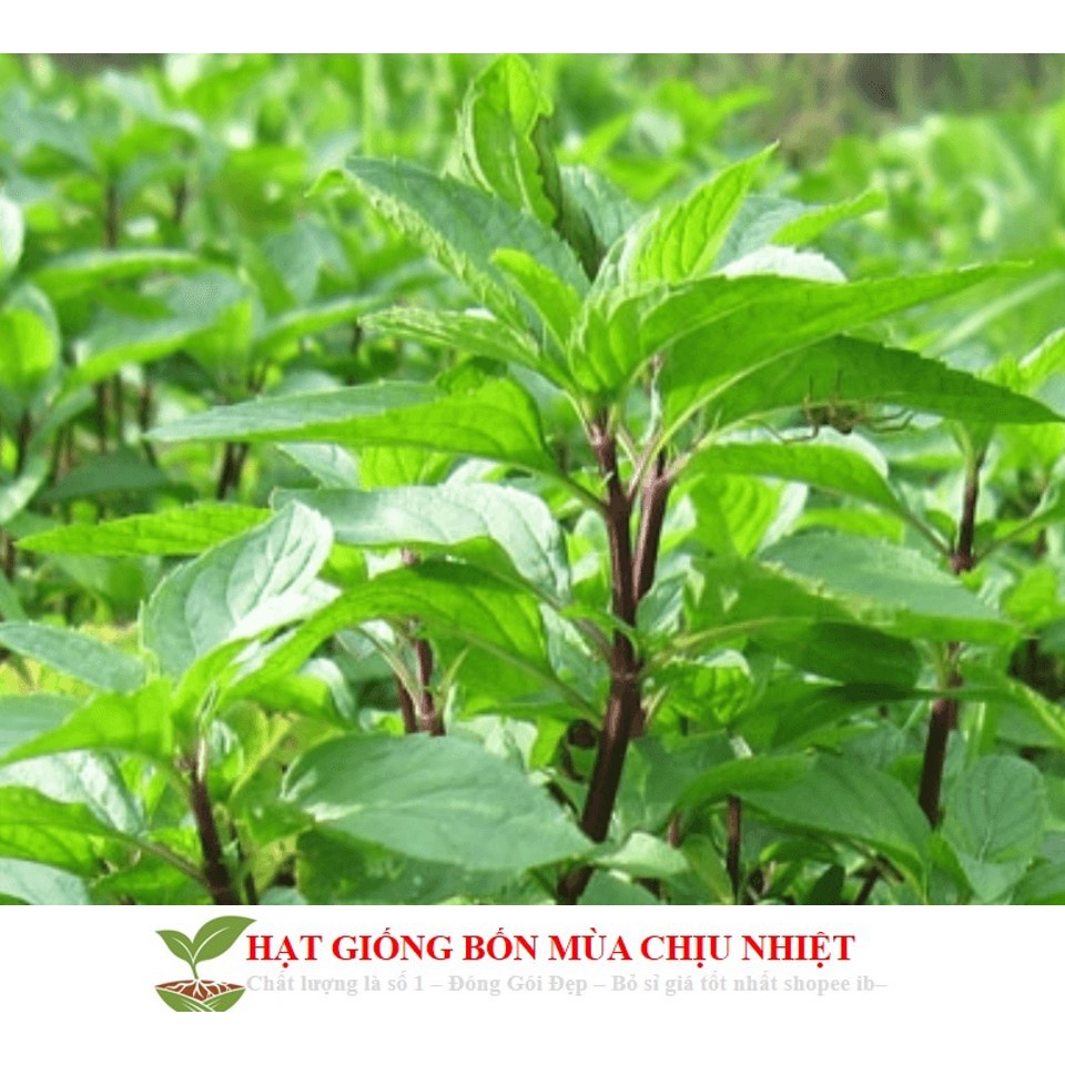 MJ82A GÓI 50 Hạt Giống Húng Quế (Ocimum basilicum