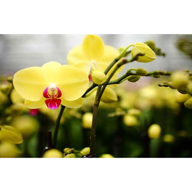 10 Cây Hồ Điệp Giống