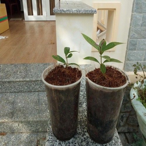 CÂY LÝ, CÂY MẬN LÝ SIÊU QUẢ ươm bằng hạt