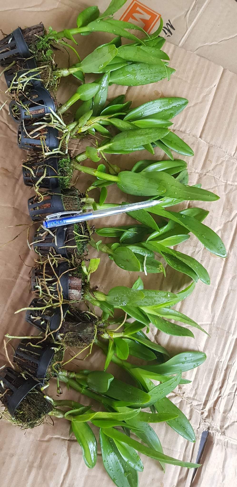 Hoa lan nắng bà liễu thơm (cây giống 7-12CM)