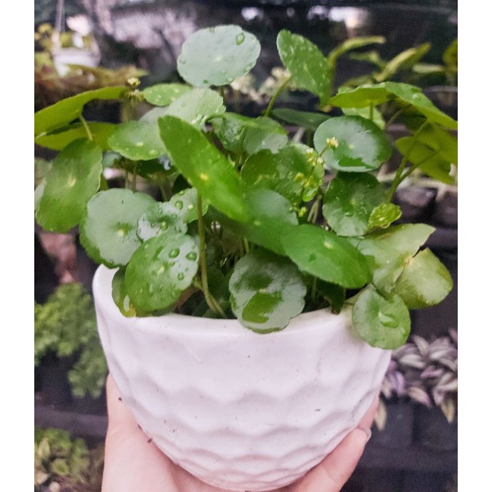 Cỏ đồng tiền chậu sứ to