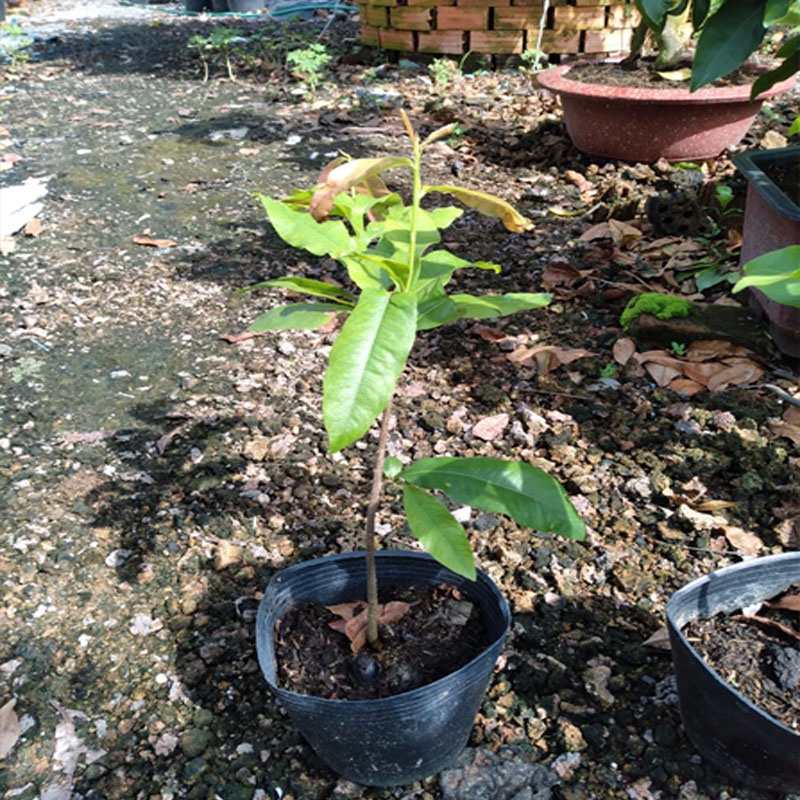 Cây Mai Tứ Quý - cây mai vàng