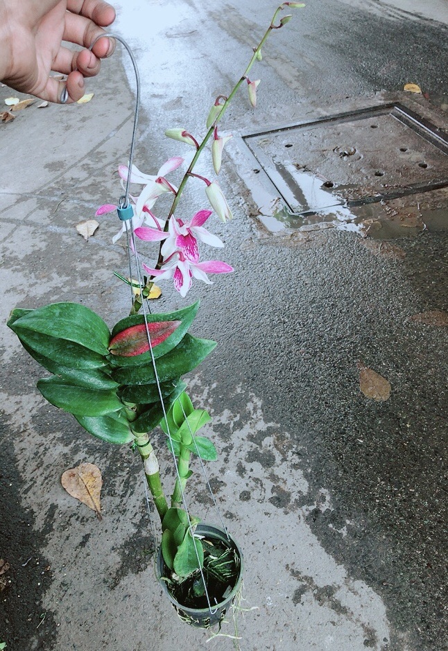 Lan Dendro Tím Nhạt
