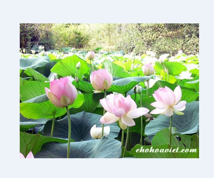 "Gói 15 Hạt " Hạt Giống Hoa Sen Ta (Sen Hồng Việt Nam)