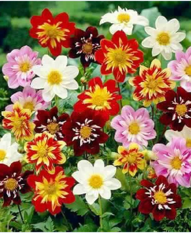Hạt giống thược dược công chúa mix - gói 30 hạt