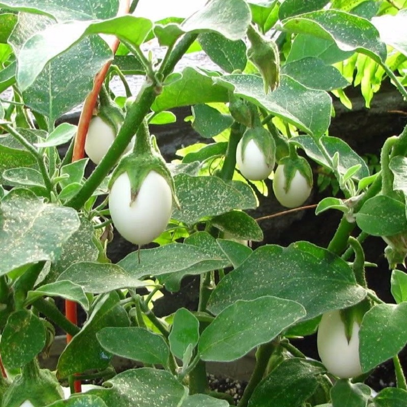Hạt Giống Cà Dĩa Trắng Gói 1gr