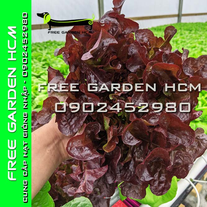 5000 HẠT GIỐNG XÀ LÁCH OAKLEAF ĐỎ/ OAKLEAF XANH RZ Hà Lan (bọc men)