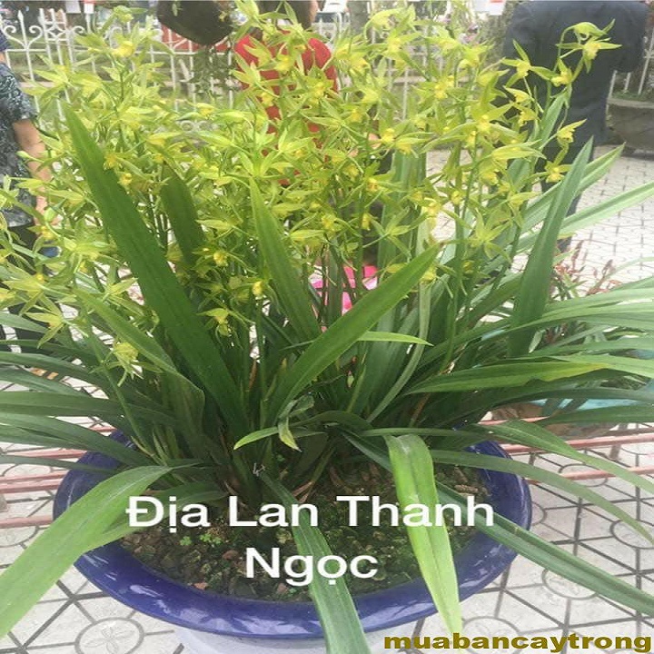 CHẬU ĐỊA LAN THANH NGỌC