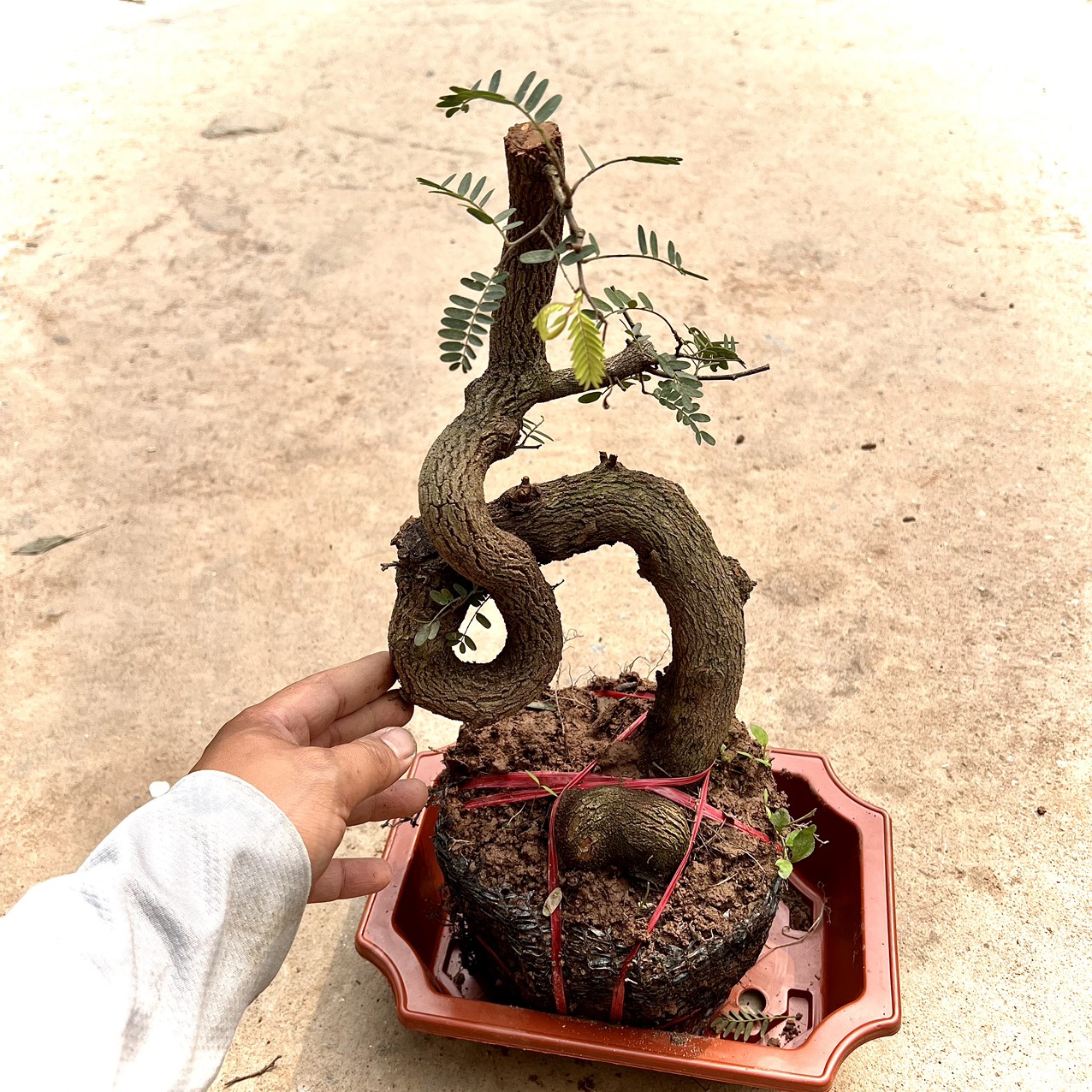 Cây me phôi bonsai (ảnh thật)