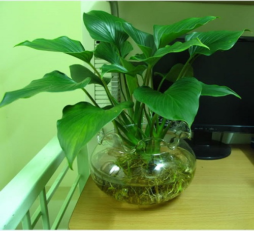 Cây Môn Thanh Tâm - Cây cảnh mini