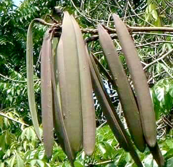 Vỏ núc nác 1kg
