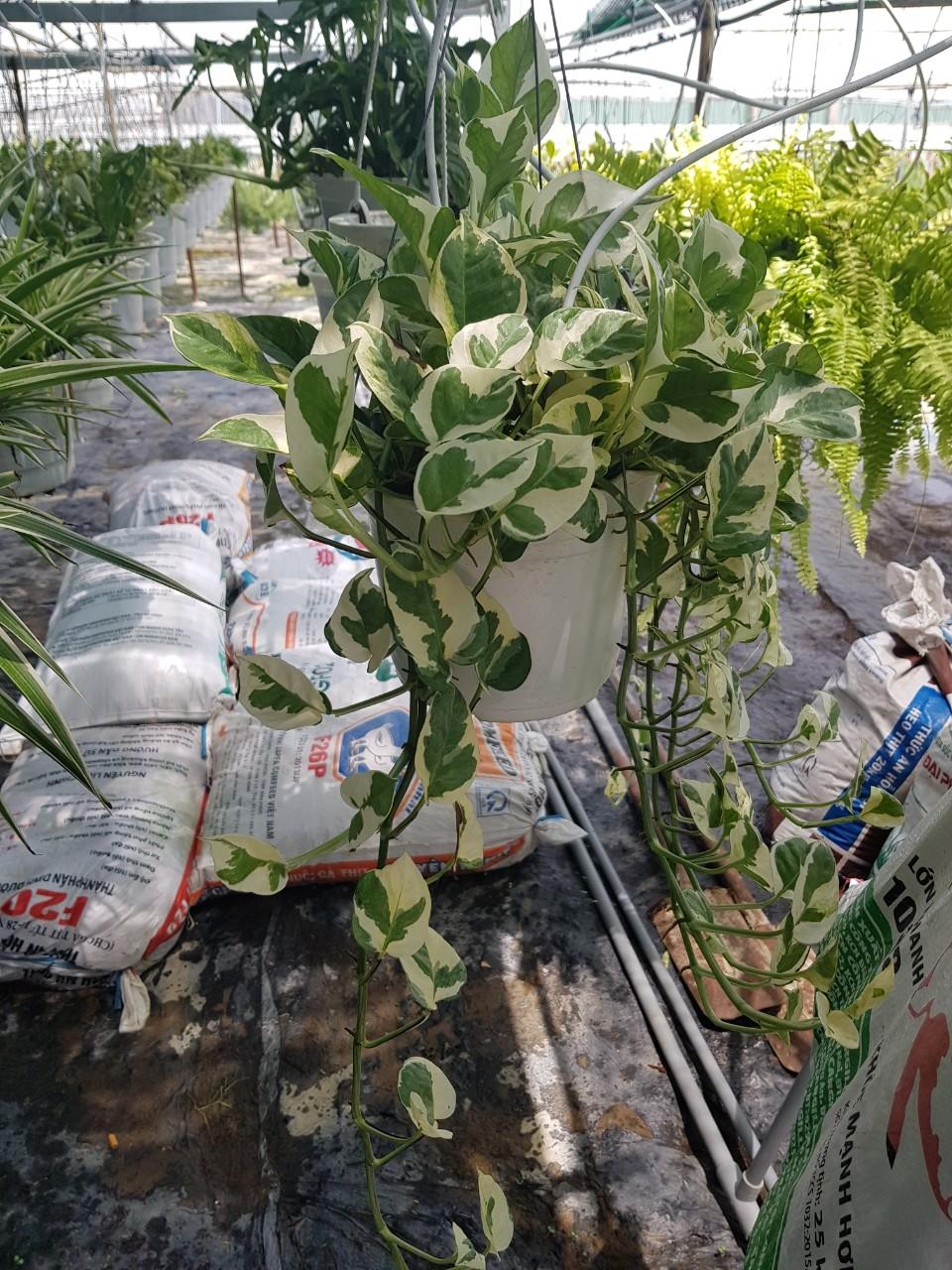 Trầu Bà Ngọc Thuỷ - Cây Cảnh Chậu Treo