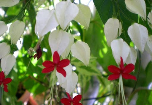 [Cây giống hoa] Ngọc Nữ Đỏ - CayGiongTot